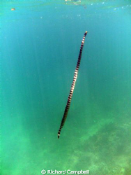 going up..large seasnake..over 5 ft...SEALIFE DC 1000 by Richard Campbell 